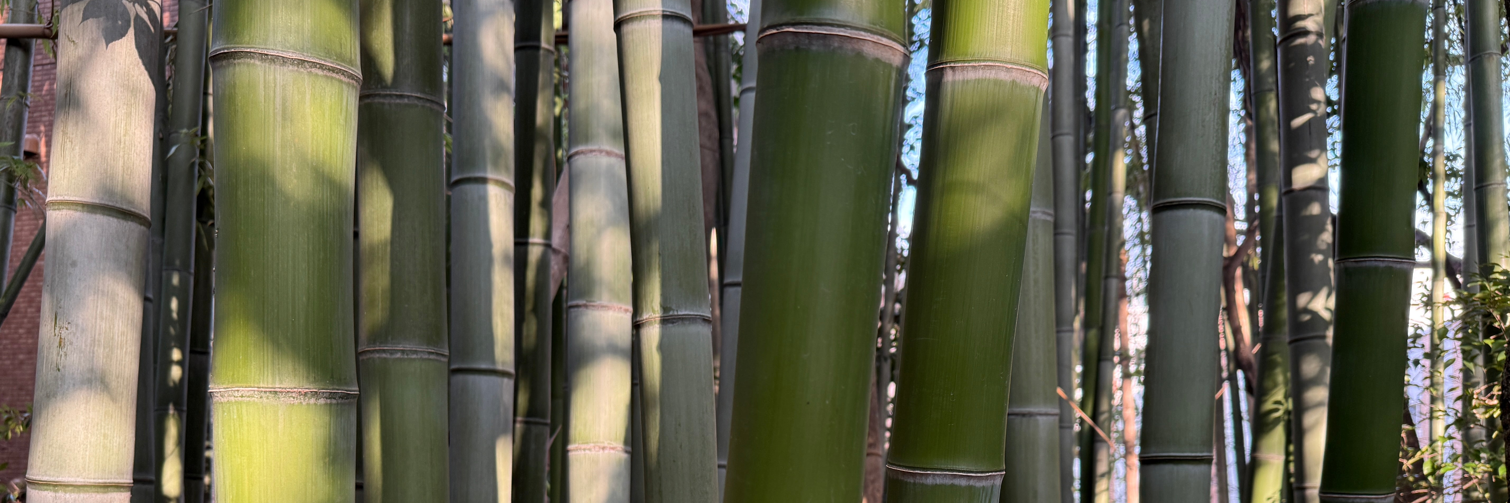 Bamboo in Keishuin
